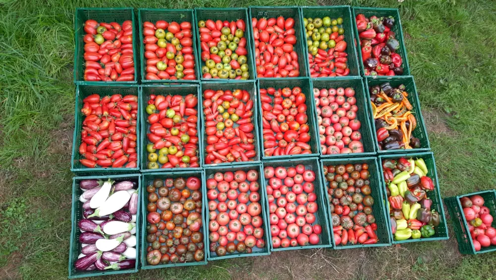 Kistjes vers geoogste groenten van het moestuinatelier